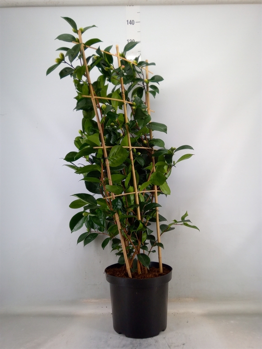 <h4>Camellia japonica 'WilliamBartlett'</h4>