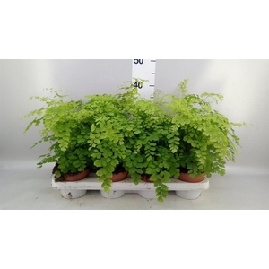 Adiantum raddi. 'Fragrans'