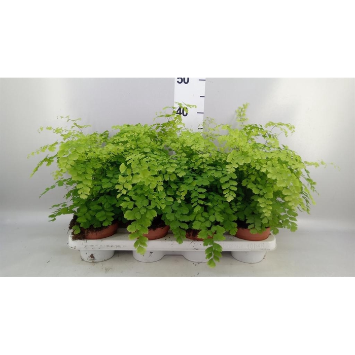 <h4>Adiantum raddi. 'Fragrans'</h4>