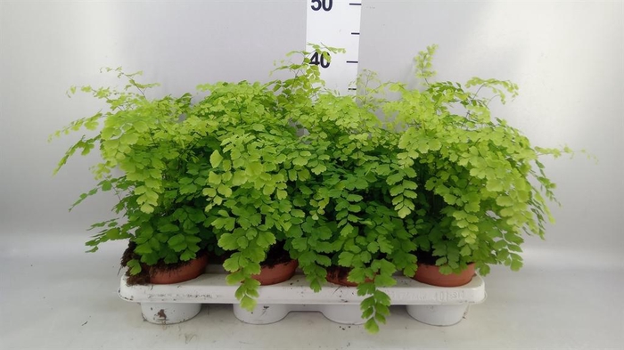 <h4>Adiantum raddi. 'Fragrans'</h4>