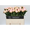 Paeonia Florence Nicholls