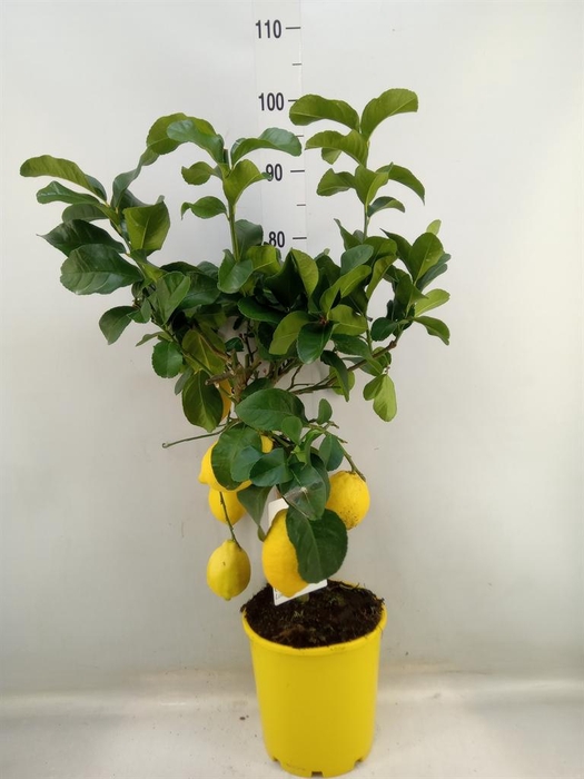 <h4>Citrus   ...</h4>