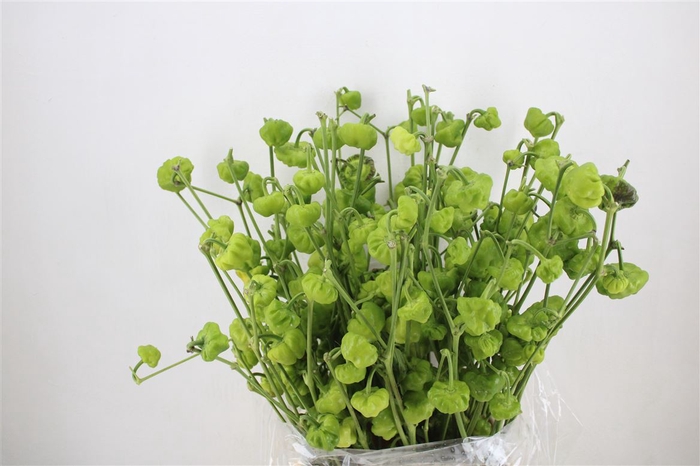 <h4>Pepers Campanella Groen P Bunch</h4>