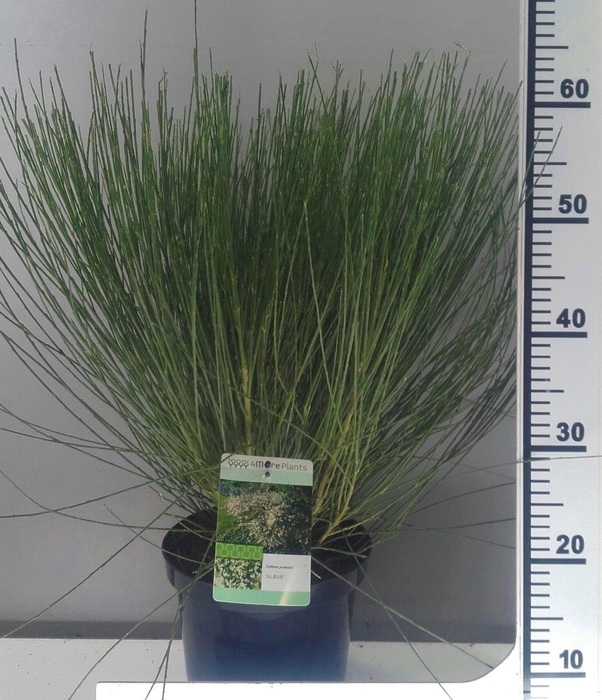 <h4>Cytisus p. Albus</h4>