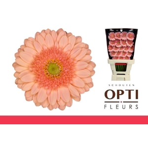 GE MI ICE CREAM-Diamond*60