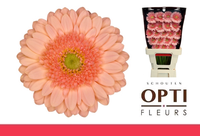 <h4>Germini Ice Cream Diamond</h4>