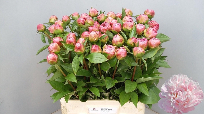 <h4>PAEO L CATH FONTIJN</h4>