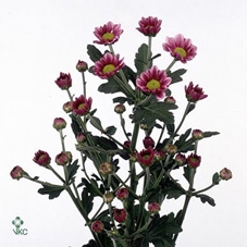 SCIND PICT SILVE ANN