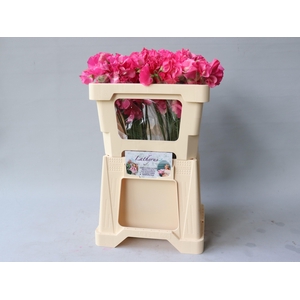 Lathyr Parfum Coral