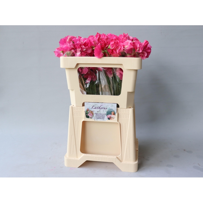 <h4>Lathyr Parfum Coral</h4>