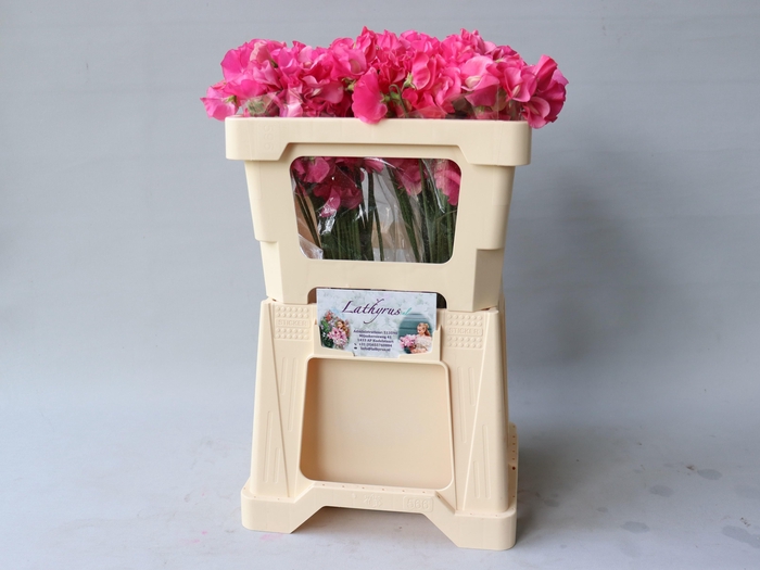 Lathyr Parfum Coral