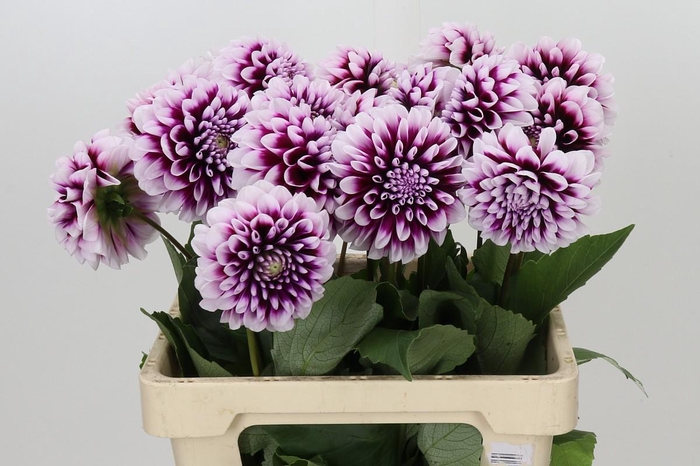 <h4>Dahlia Mystery Day</h4>