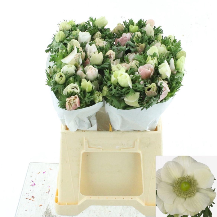 <h4>ANEM CO MIS + WHITE</h4>