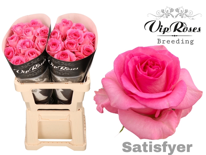R GR SATISFYER