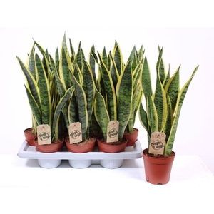 Sansevieria Laurentii