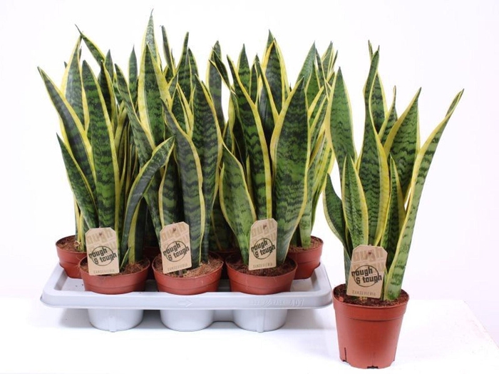 <h4>Sansevieria Laurentii</h4>