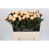 Paeonia Dr F.G. Brethour