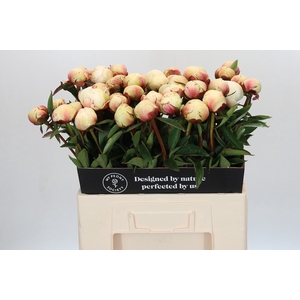 Paeonia Dr F.G. Brethour