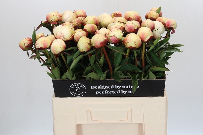 Paeonia Dr F.G. Brethour