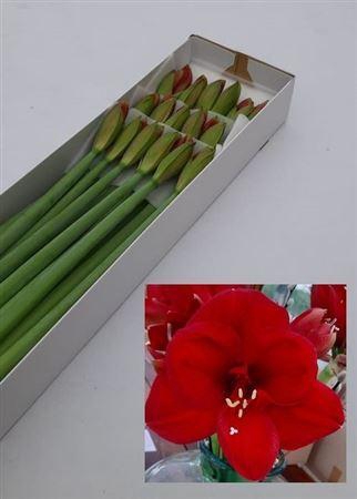 <h4>Hipp Ga Ferrari</h4>