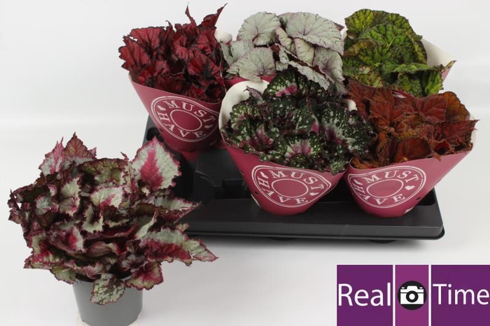 <h4>BEG BEL GEM</h4>