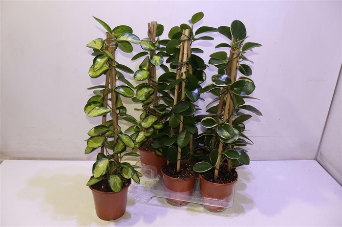 <h4>Hoya Gem Piramide</h4>