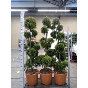 xCupressocyparis ley.   ...