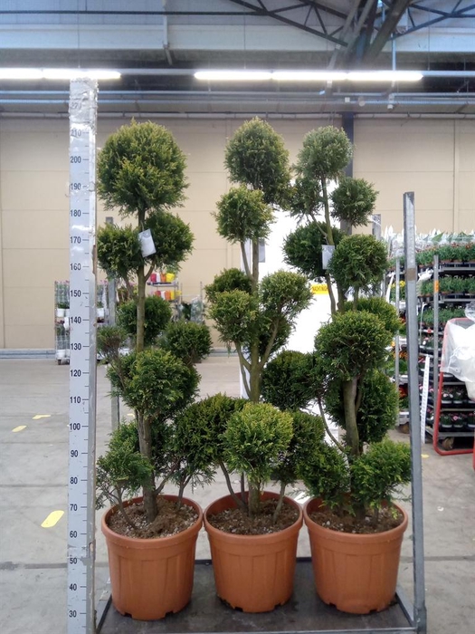 <h4>xCupressocyparis ley.   ...</h4>