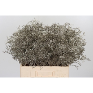 Limonium Kl Bh Platina
