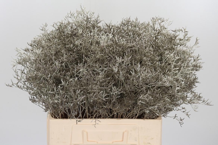<h4>Limonium Kl Bh Platina</h4>