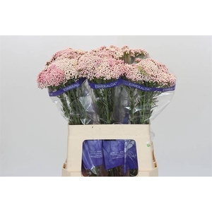 Ozothamnus Cooks Tall Pink