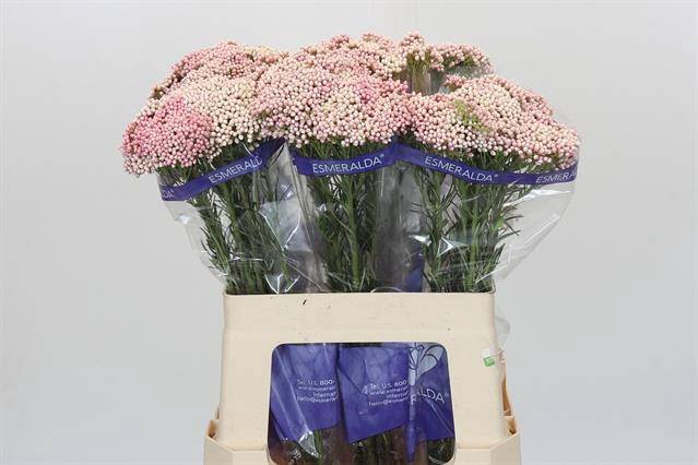 <h4>Ozothamnus Cooks Tall Pink</h4>