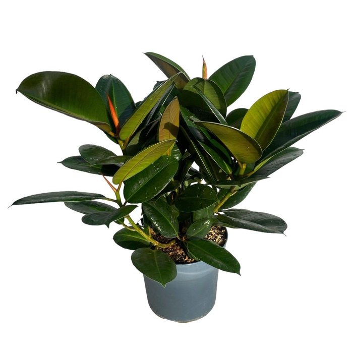 <h4>FIC EL ROBUSTA</h4>