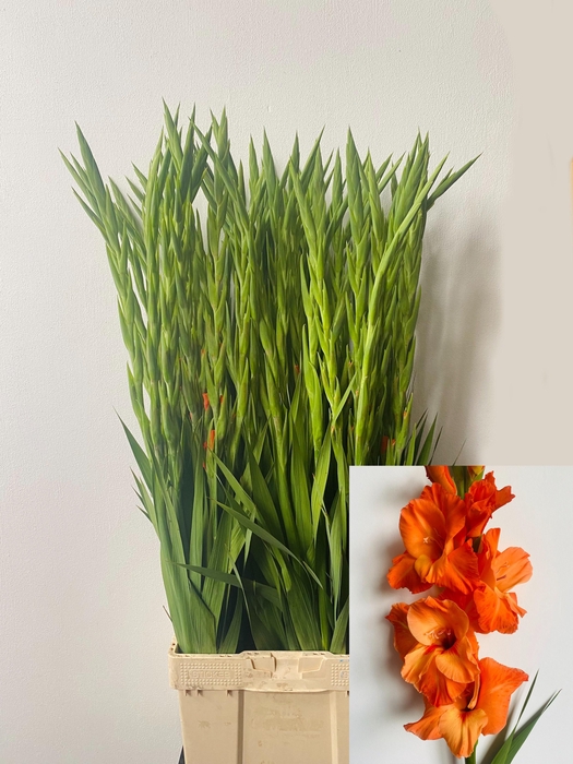 <h4>GLAD GR PR OF ORANGE</h4>