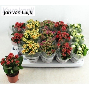 KALAN CALAN LUIJK MIX P9