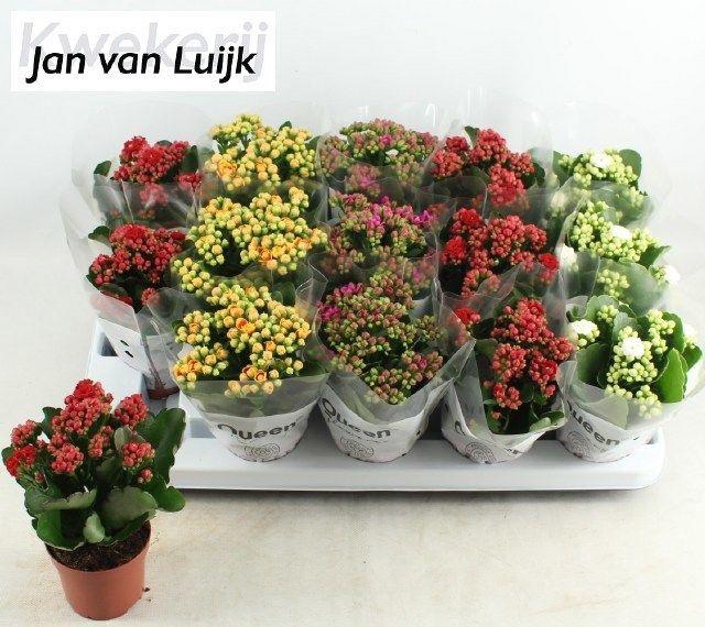 <h4>KALAN CALAN LUIJK MIX P9</h4>