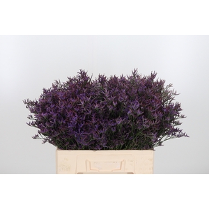 Lim Safora Dark Blue
