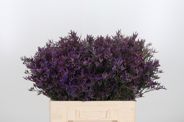 <h4>Lim Safora Dark Blue</h4>