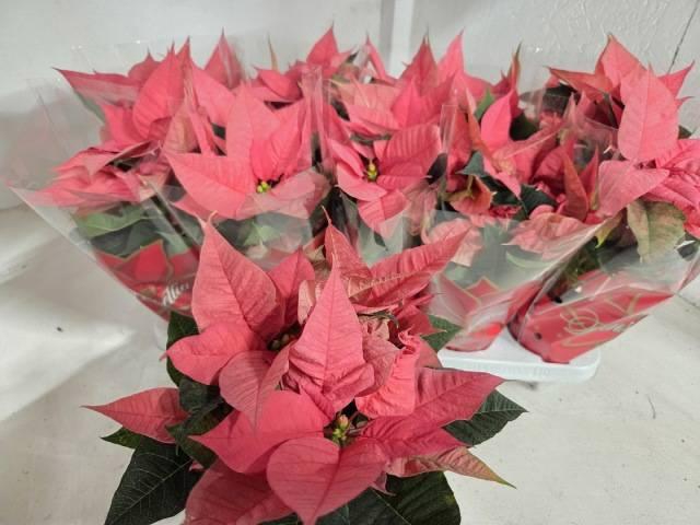 <h4>EUPHOR P MARS PINK</h4>