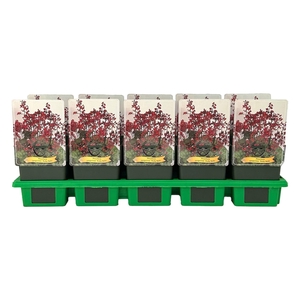 Heuchera sanguinea