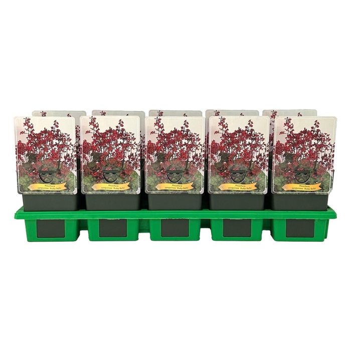 <h4>Heuchera sanguinea</h4>