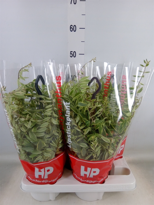 <h4>Aeschynanthus  'Bolero Bicolore'</h4>