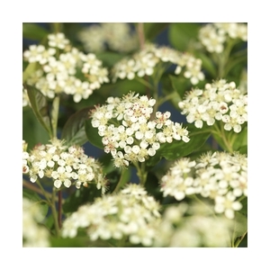 Aronia prunifolia 'Viking' +light label