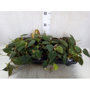 Philodendron scand. subsp. micans
