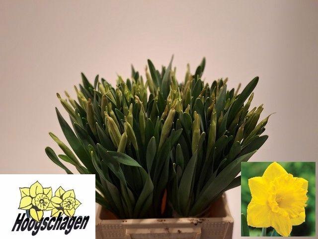 <h4>NARC T DUTCH MASTER</h4>