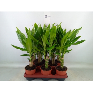Dracaena frag. 'Steudneri'