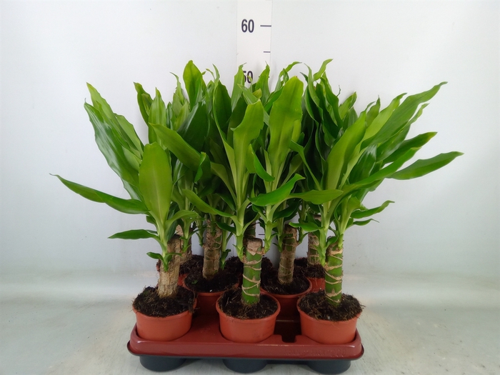 <h4>Dracaena frag. 'Steudneri'</h4>