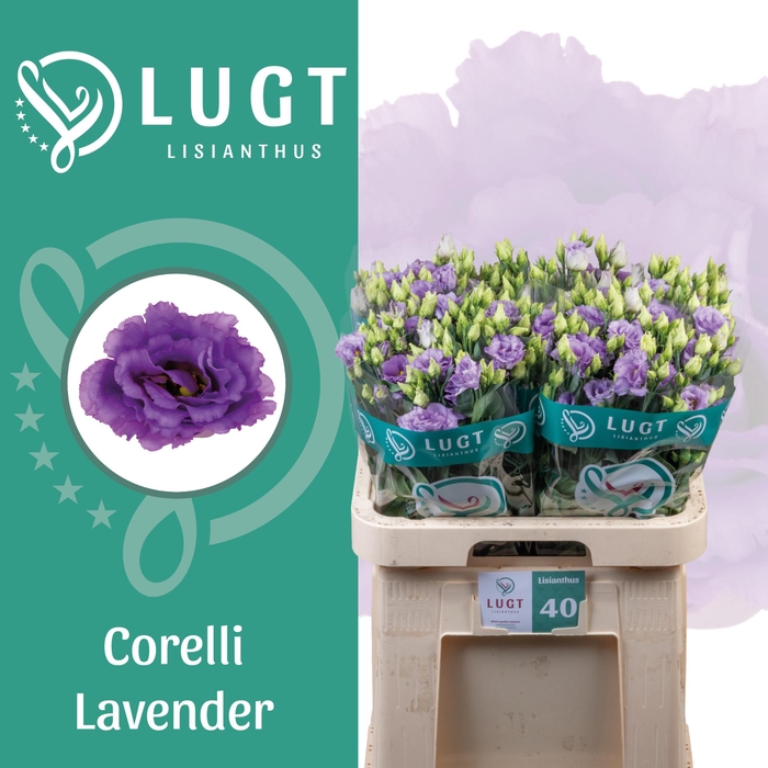 <h4>Lisianthus Corelli Lavender</h4>