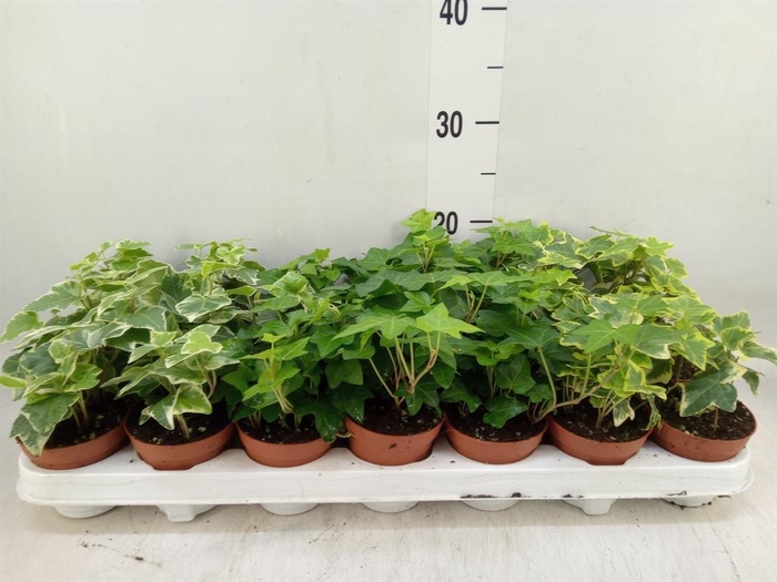 <h4>Hedera   ...mix</h4>