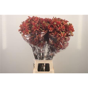 Anigozanthos Early Spring Red